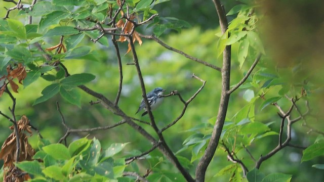 Cerulean Warbler - ML620675725