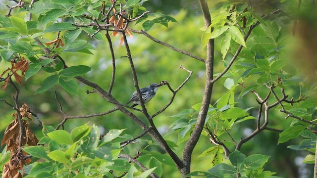 Cerulean Warbler - ML620675726