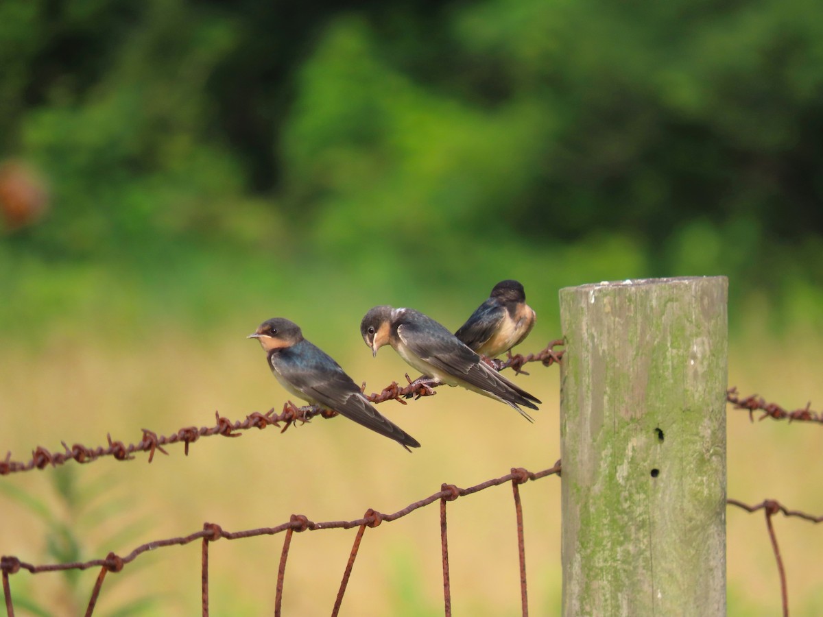 Golondrina Común - ML620675727