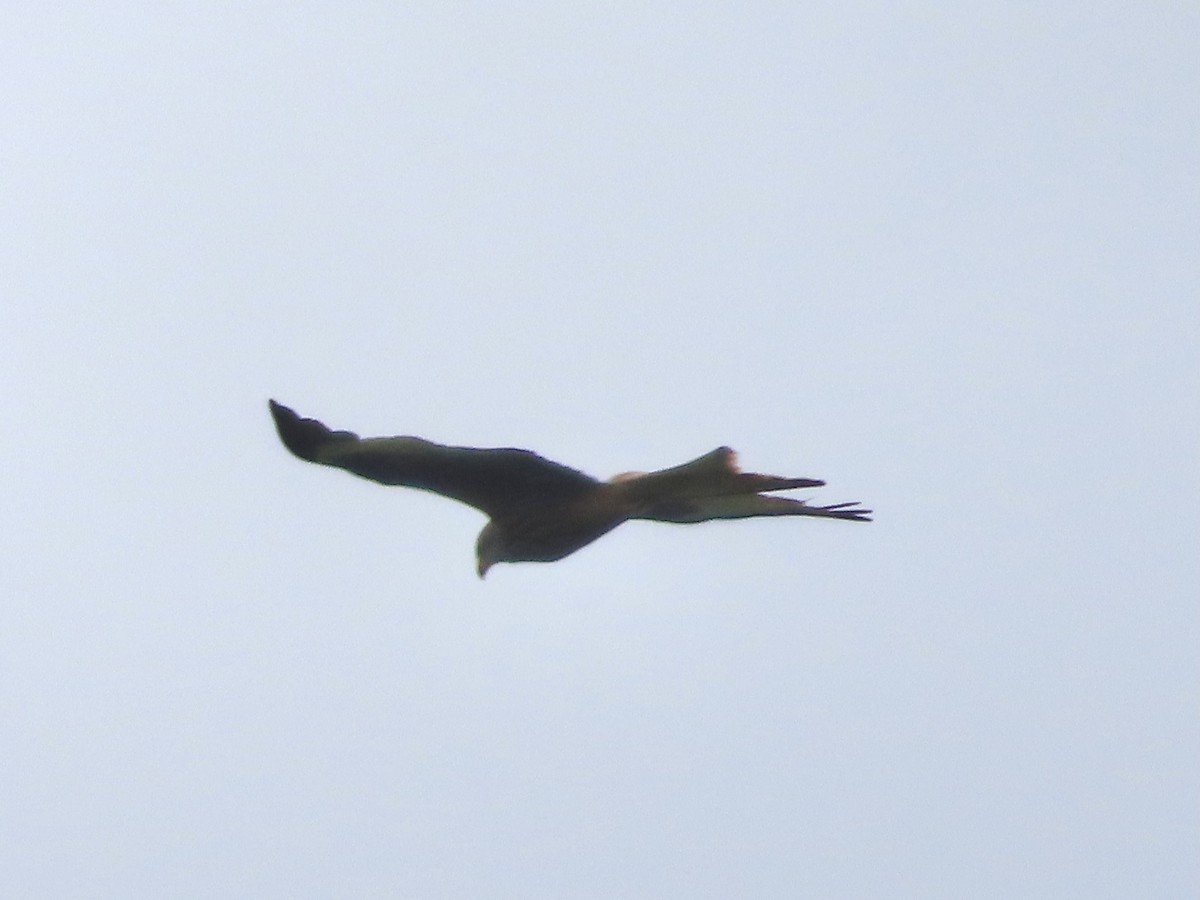 Red Kite - christopher stuart elmer