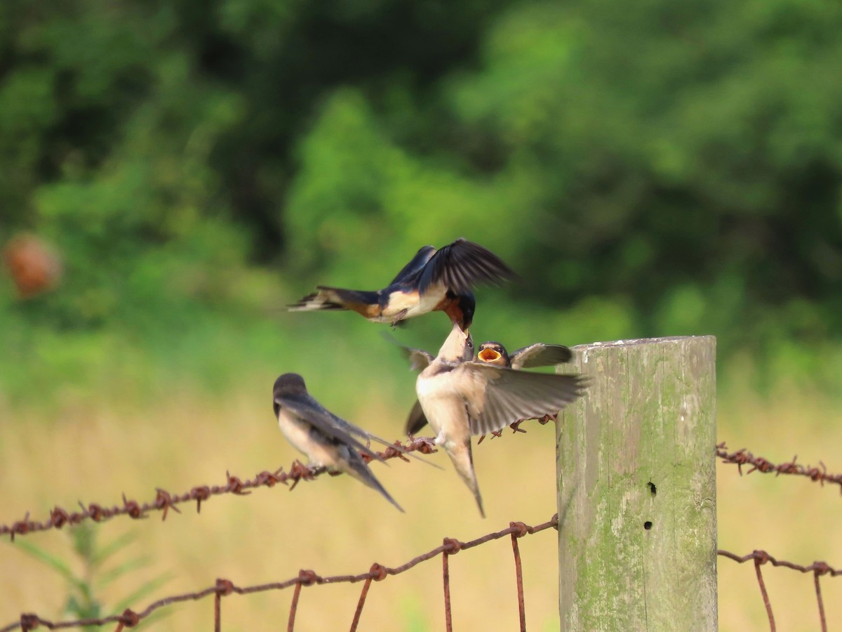 Barn Swallow - ML620675734