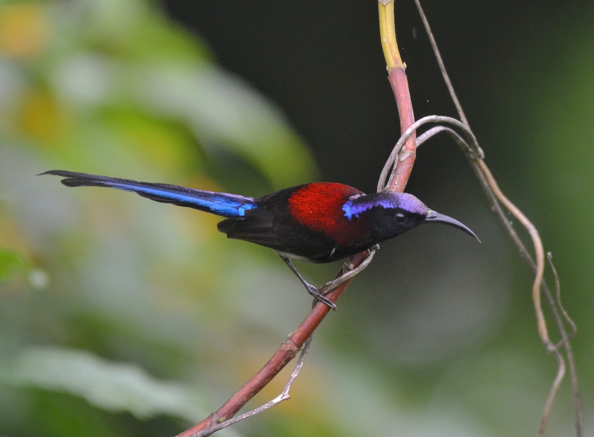 Black-throated Sunbird - ML620675736