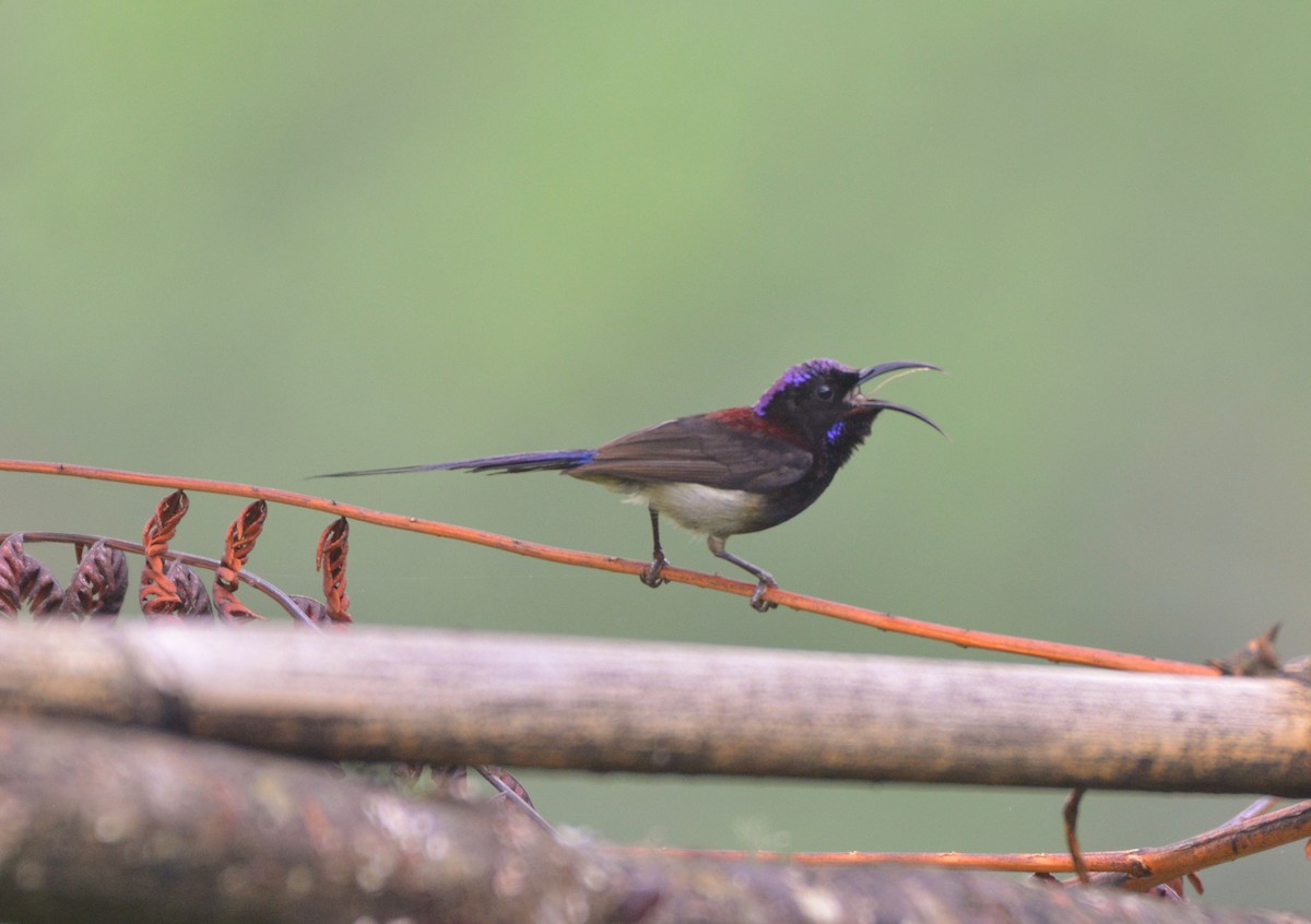 Black-throated Sunbird - ML620675737