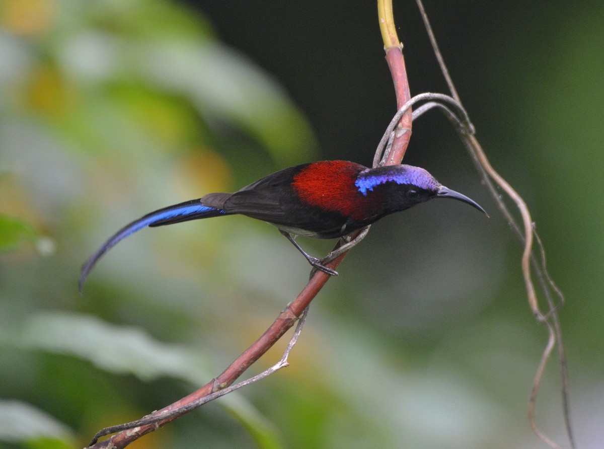 Black-throated Sunbird - ML620675739