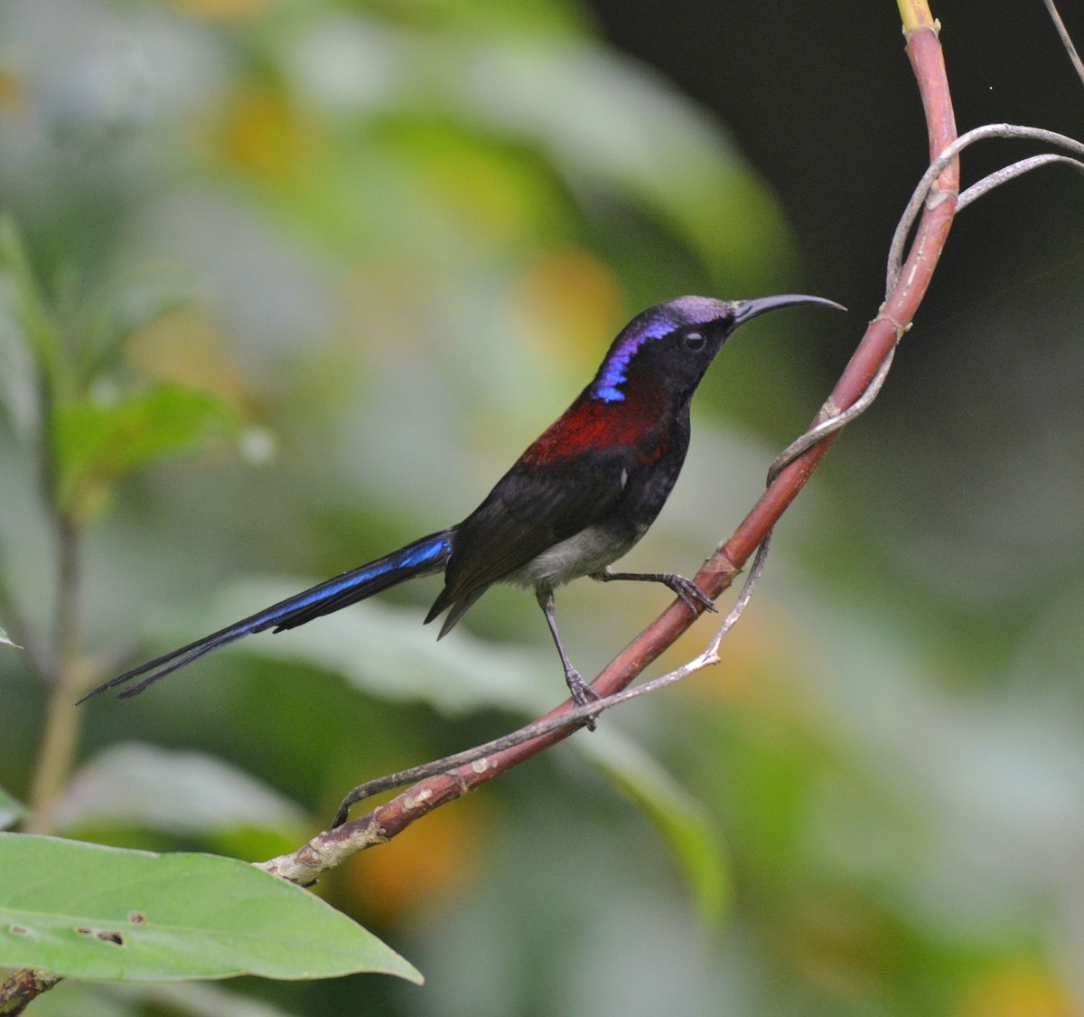 Black-throated Sunbird - ML620675740