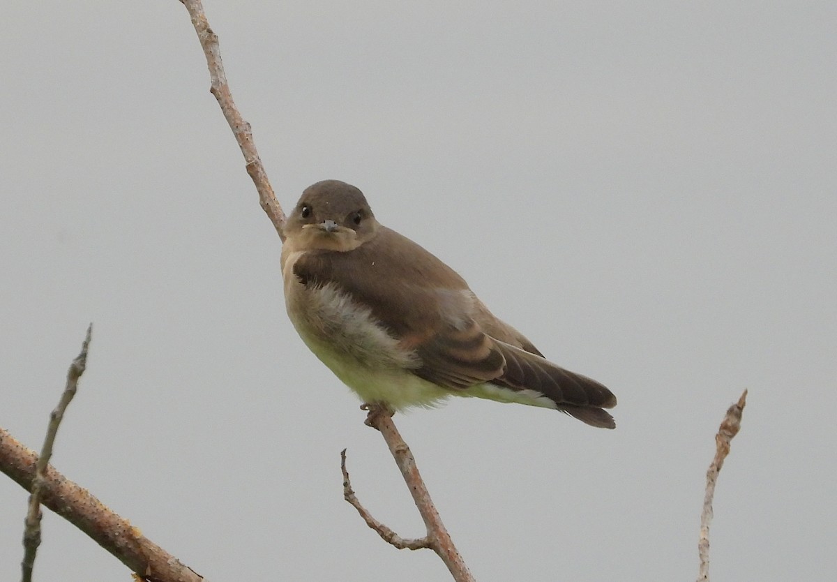 Northern Rough-winged Swallow - ML620675744