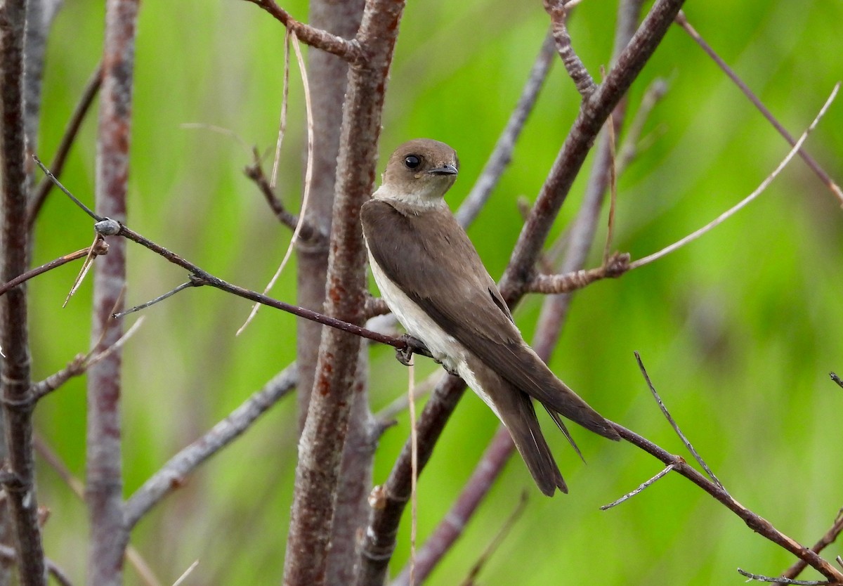 Northern Rough-winged Swallow - ML620675745