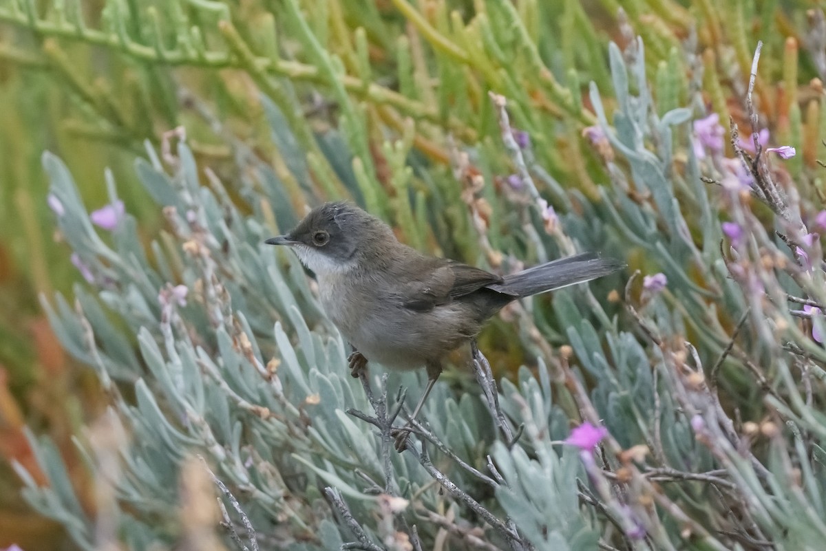 Sardinian Warbler - ML620675748