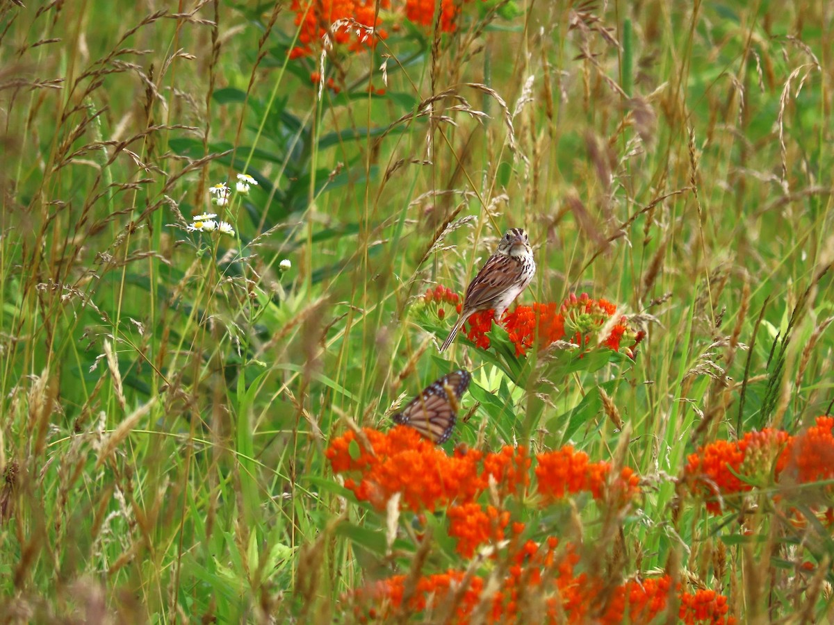 Henslow's Sparrow - ML620675749