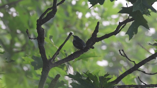 Cerulean Warbler - ML620675754