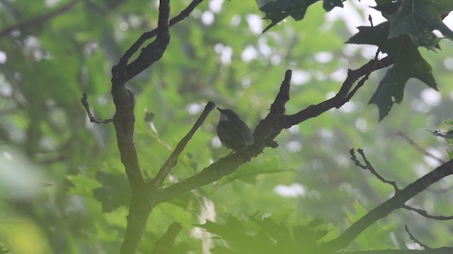 Cerulean Warbler - ML620675755