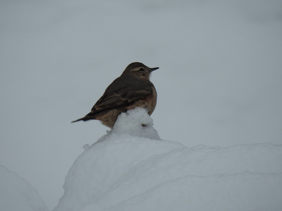 Rufous-banded Miner - ML620675757