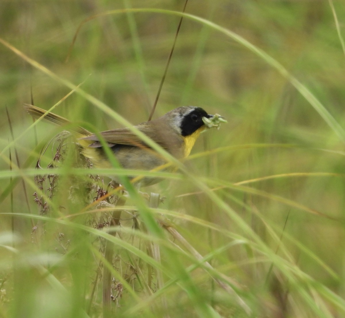 Common Yellowthroat - ML620675758