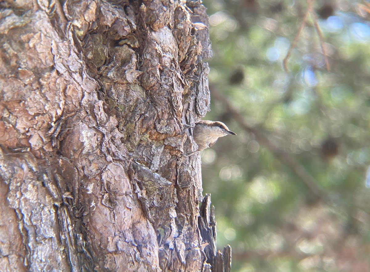 Brown-headed Nuthatch - ML620675764