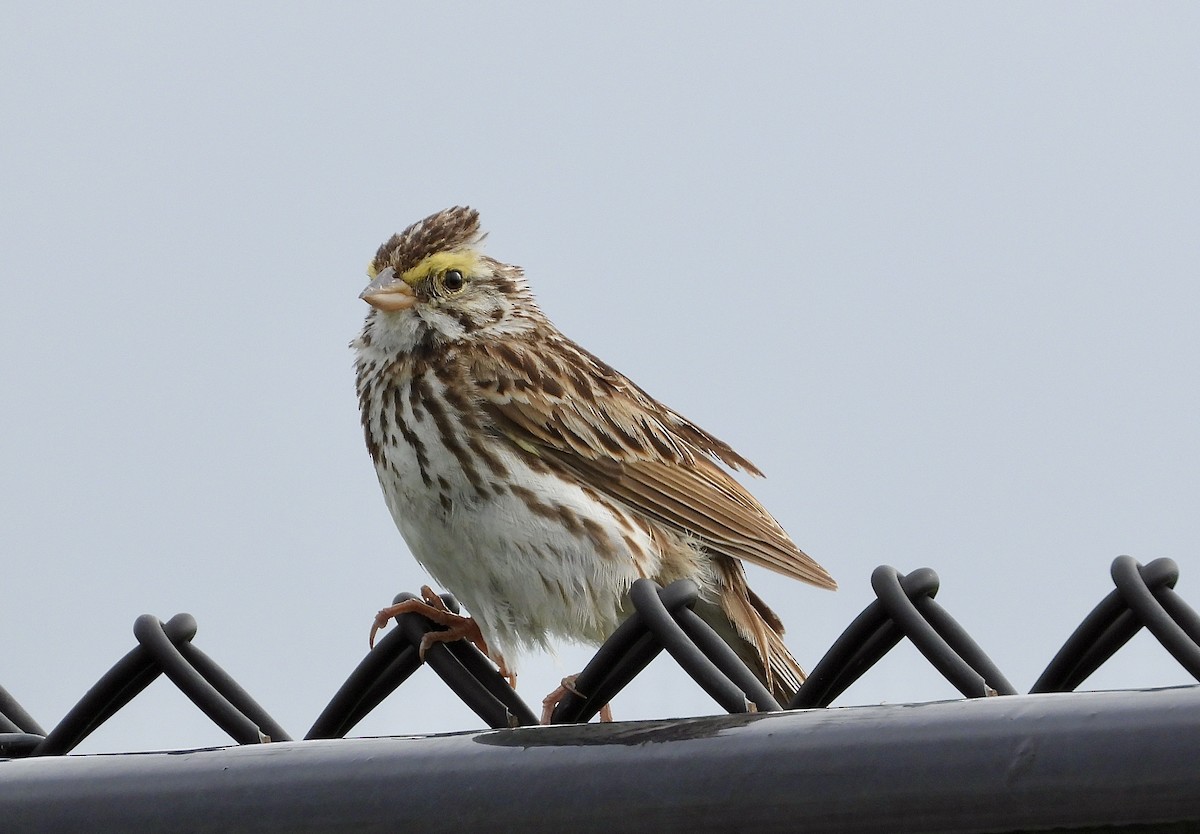 Savannah Sparrow - ML620675767