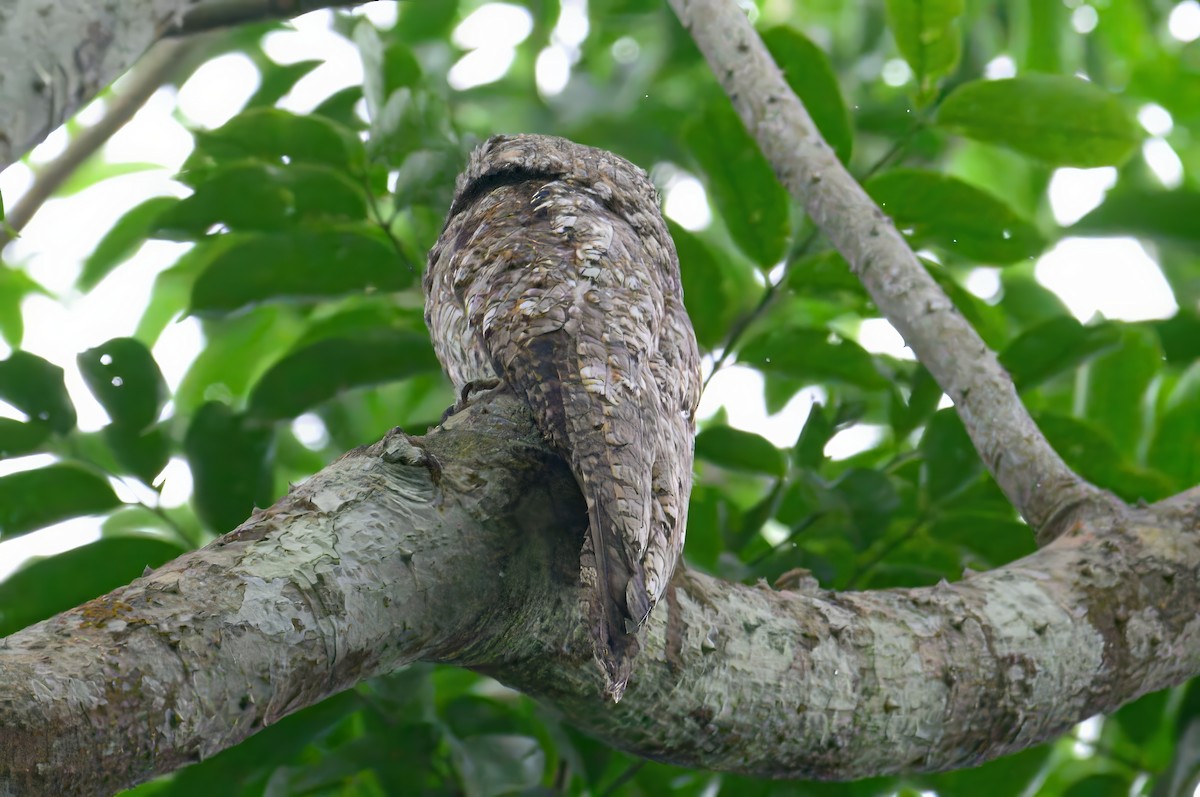 Great Potoo - ML620675768