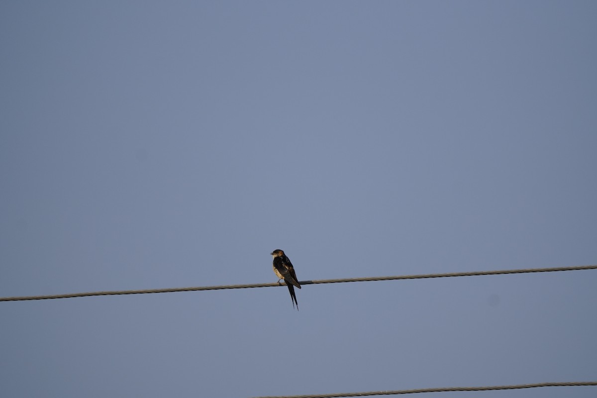 Barn Swallow - ML620675770