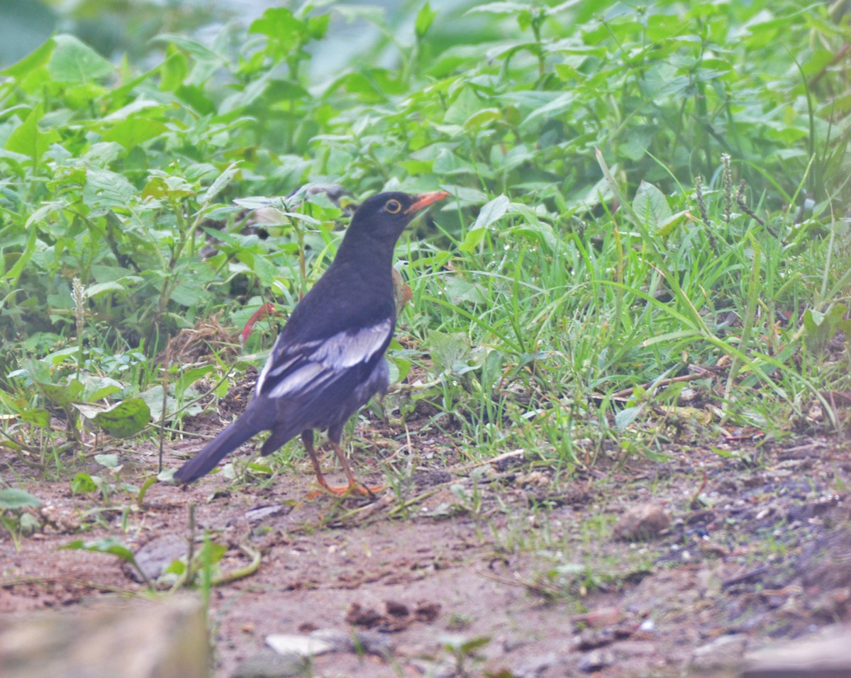 Gray-winged Blackbird - ML620675772