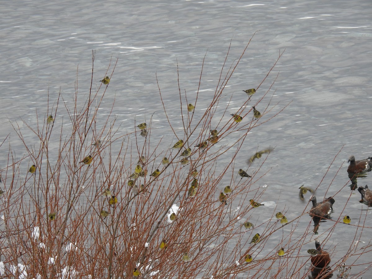 Black-chinned Siskin - ML620675780