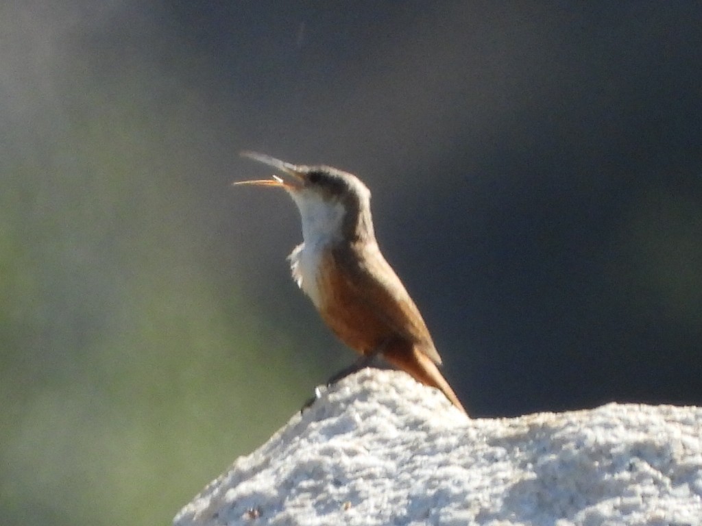 Canyon Wren - ML620675782