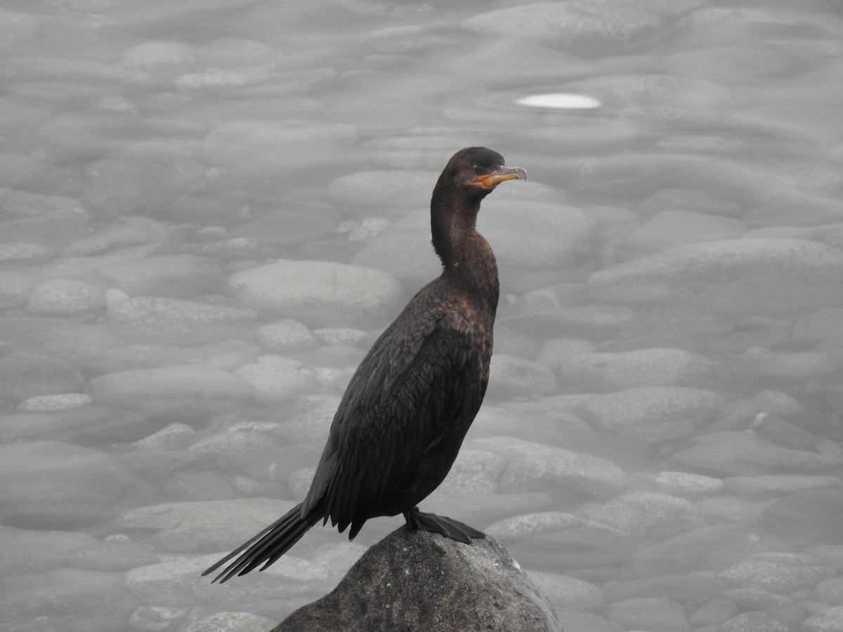 Cormorán Biguá - ML620675787