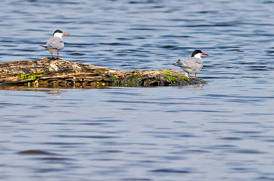 Common Tern - ML620675790