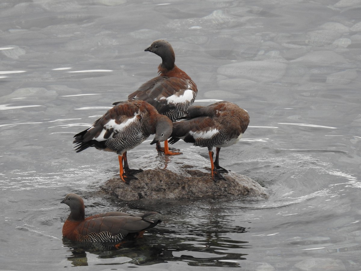 Ashy-headed Goose - ML620675791