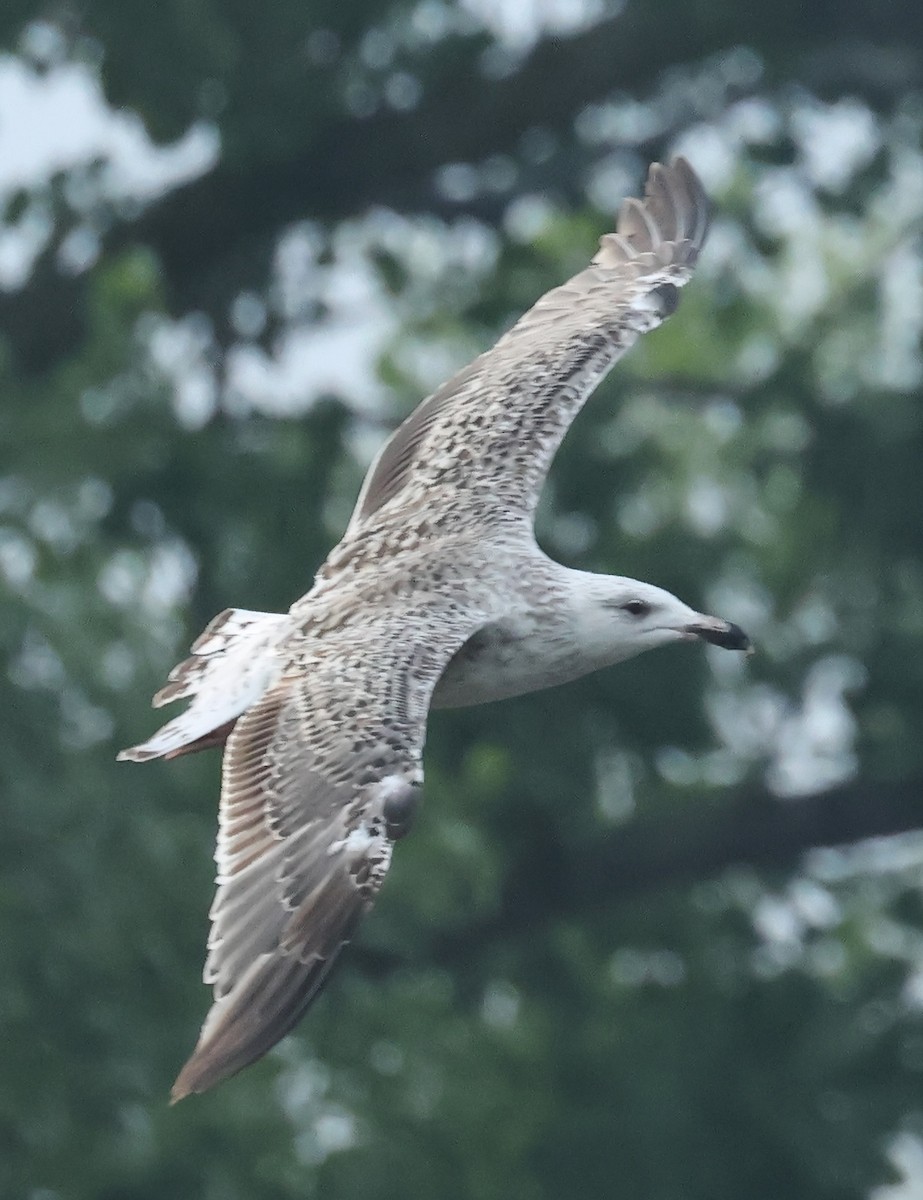 Great Black-backed Gull - ML620675800