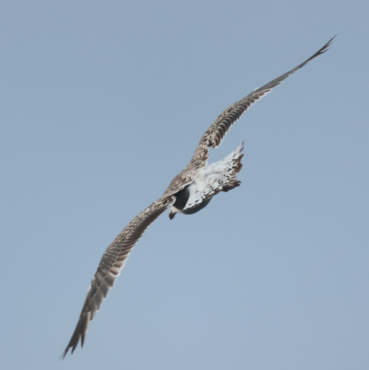 Great Black-backed Gull - Dave Czaplak
