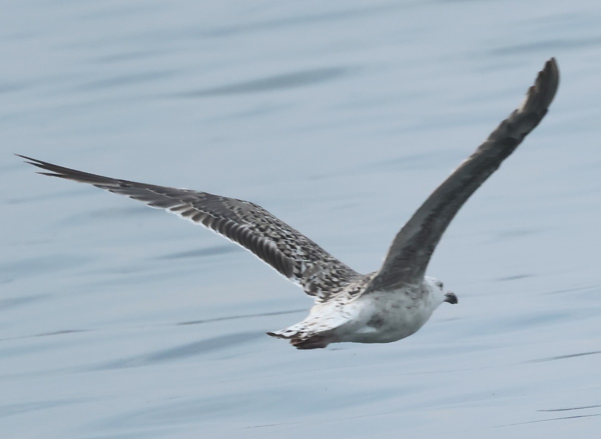 Great Black-backed Gull - ML620675803