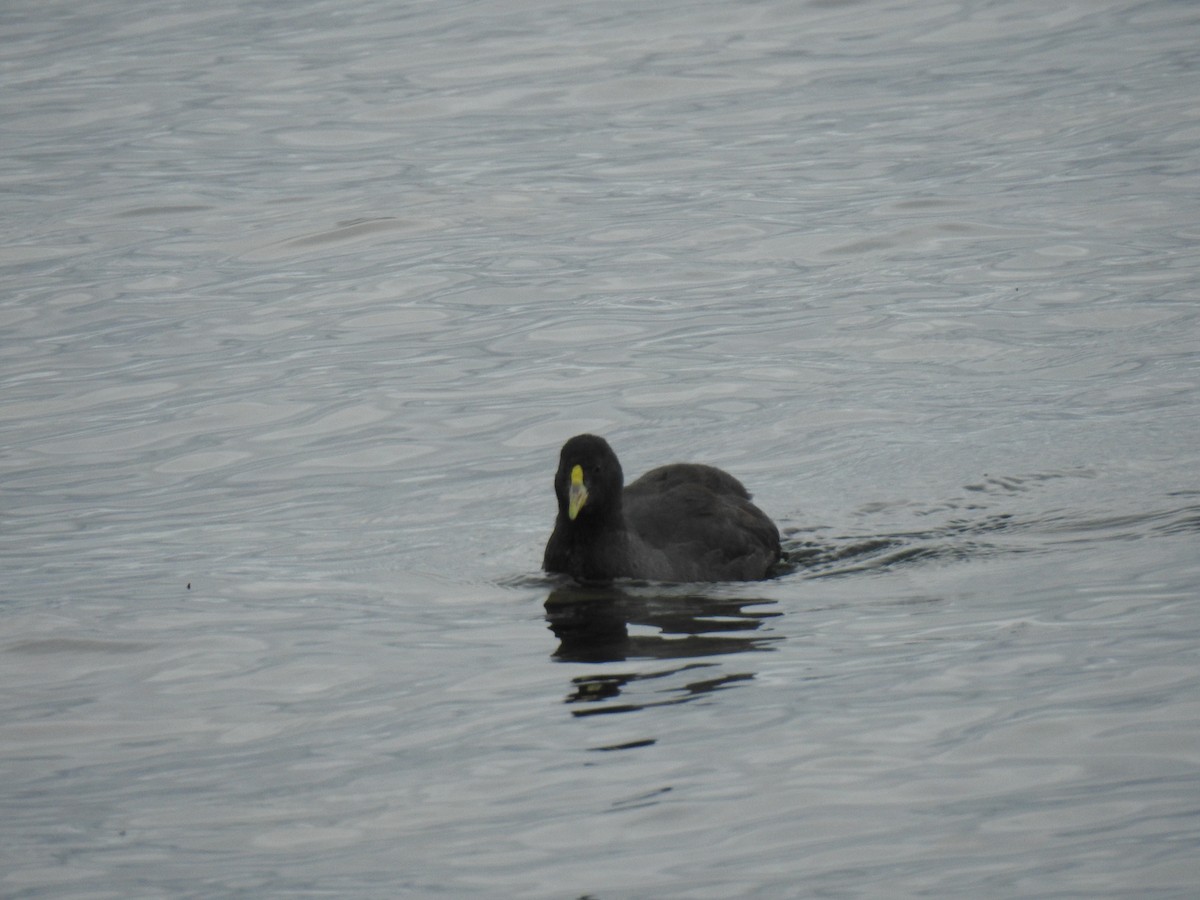 Red-gartered Coot - ML620675804