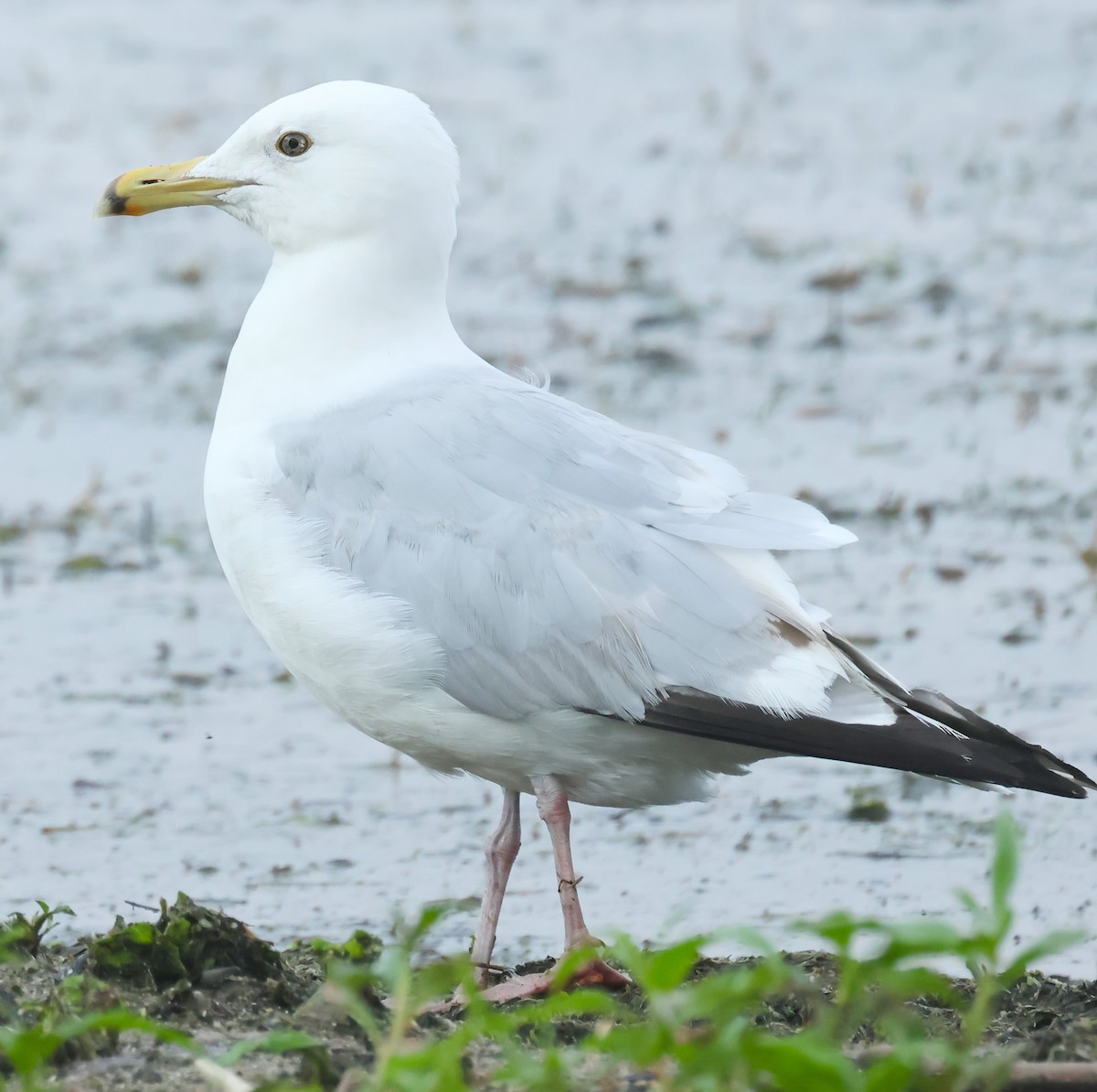 Ring-billed Gull - ML620675805