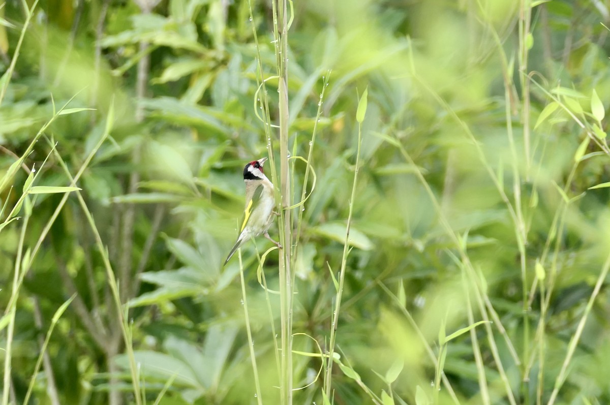 European Goldfinch - ML620675811