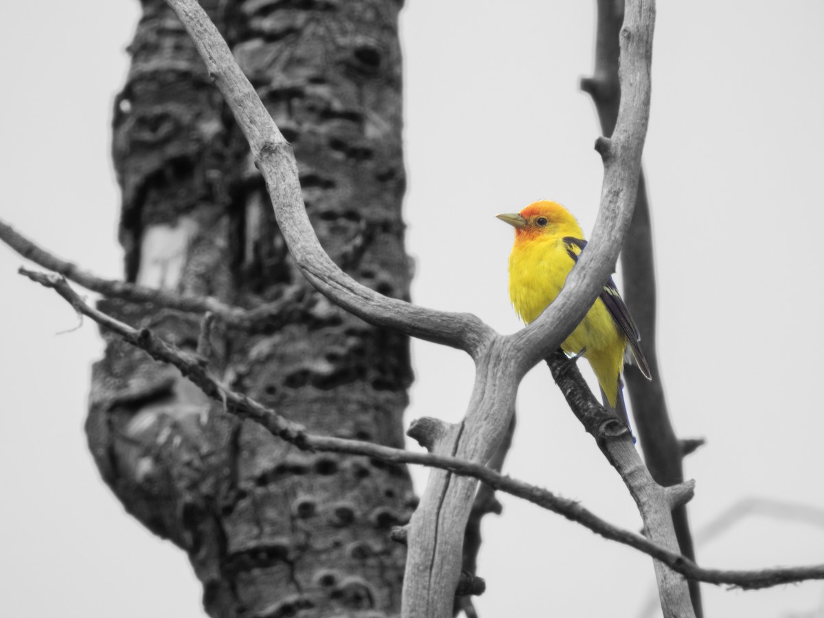 Western Tanager - ML620675814