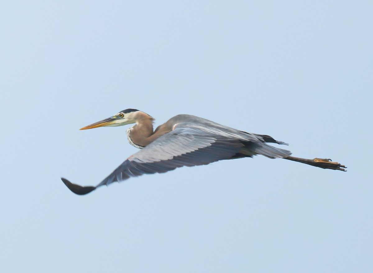 Great Blue Heron - ML620675817