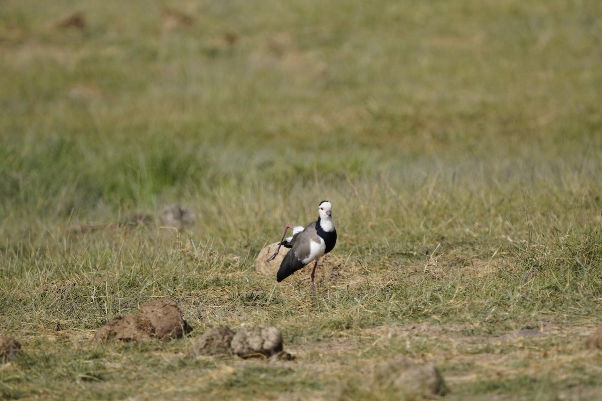 Vanneau à ailes blanches - ML620675818