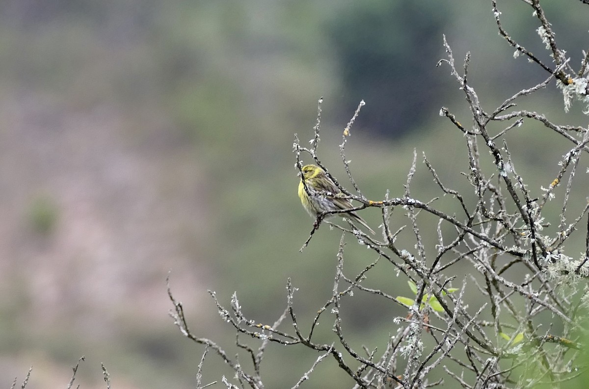 European Serin - Tony Ford