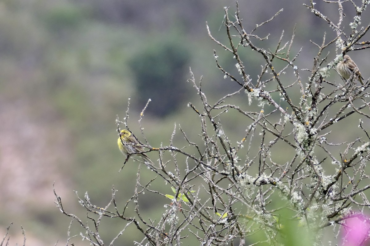 בזבוז אירופי - ML620675820