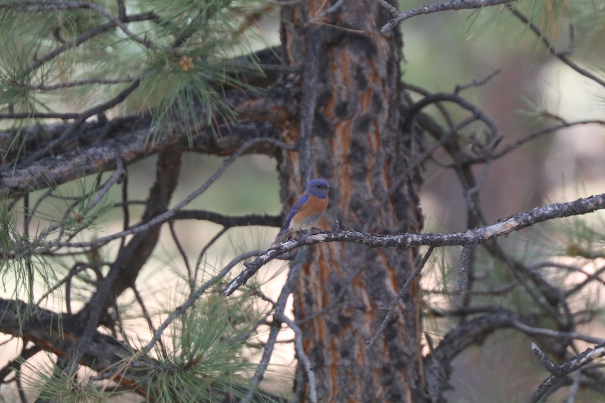 Western Bluebird - ML620675821