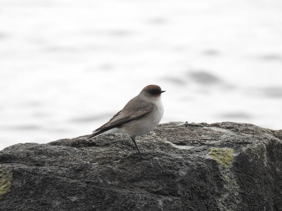 カオグロイワタイランチョウ - ML620675822