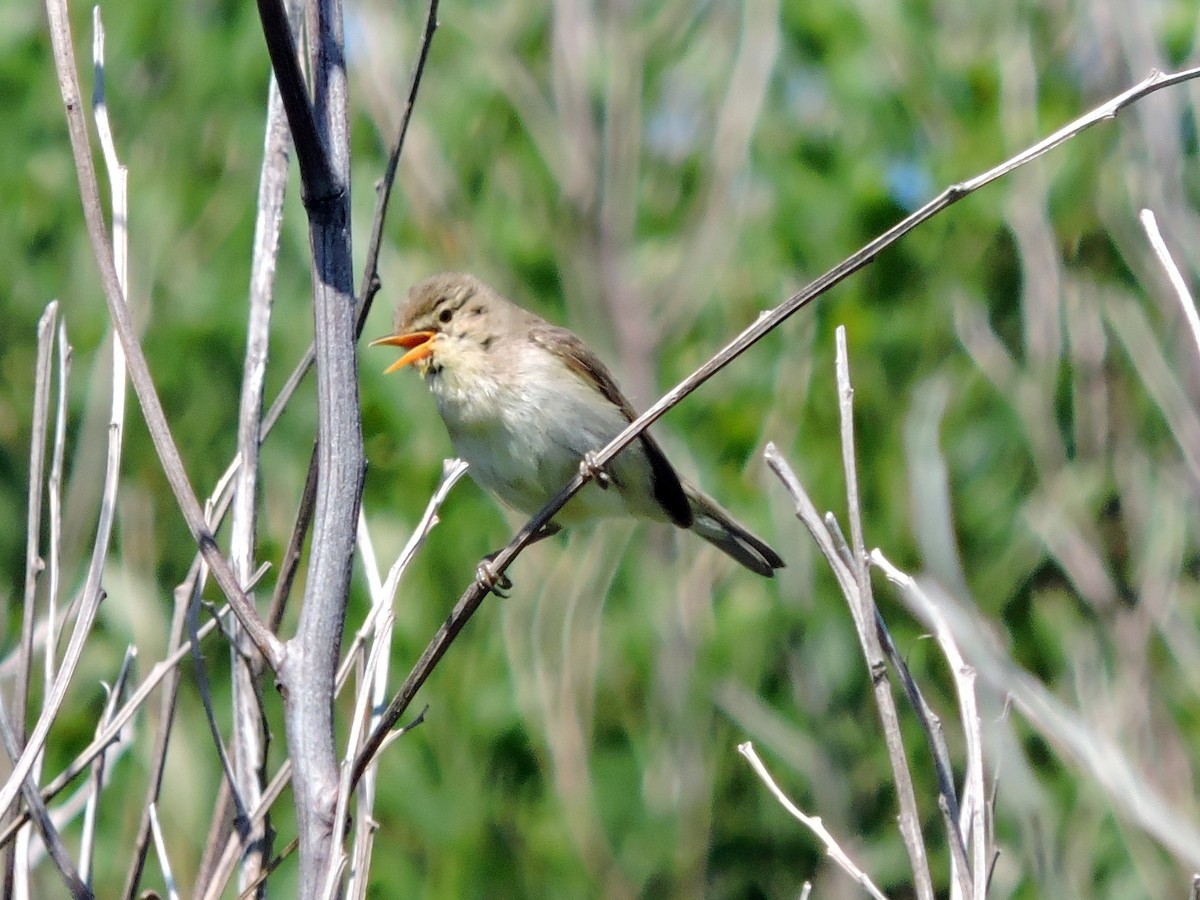 Melodious Warbler - ML620675829