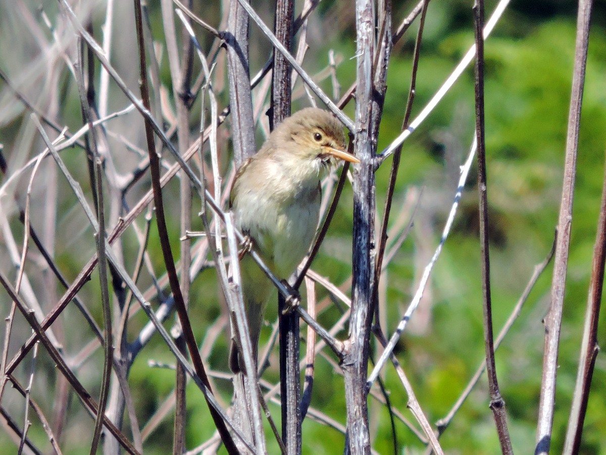 Melodious Warbler - ML620675830