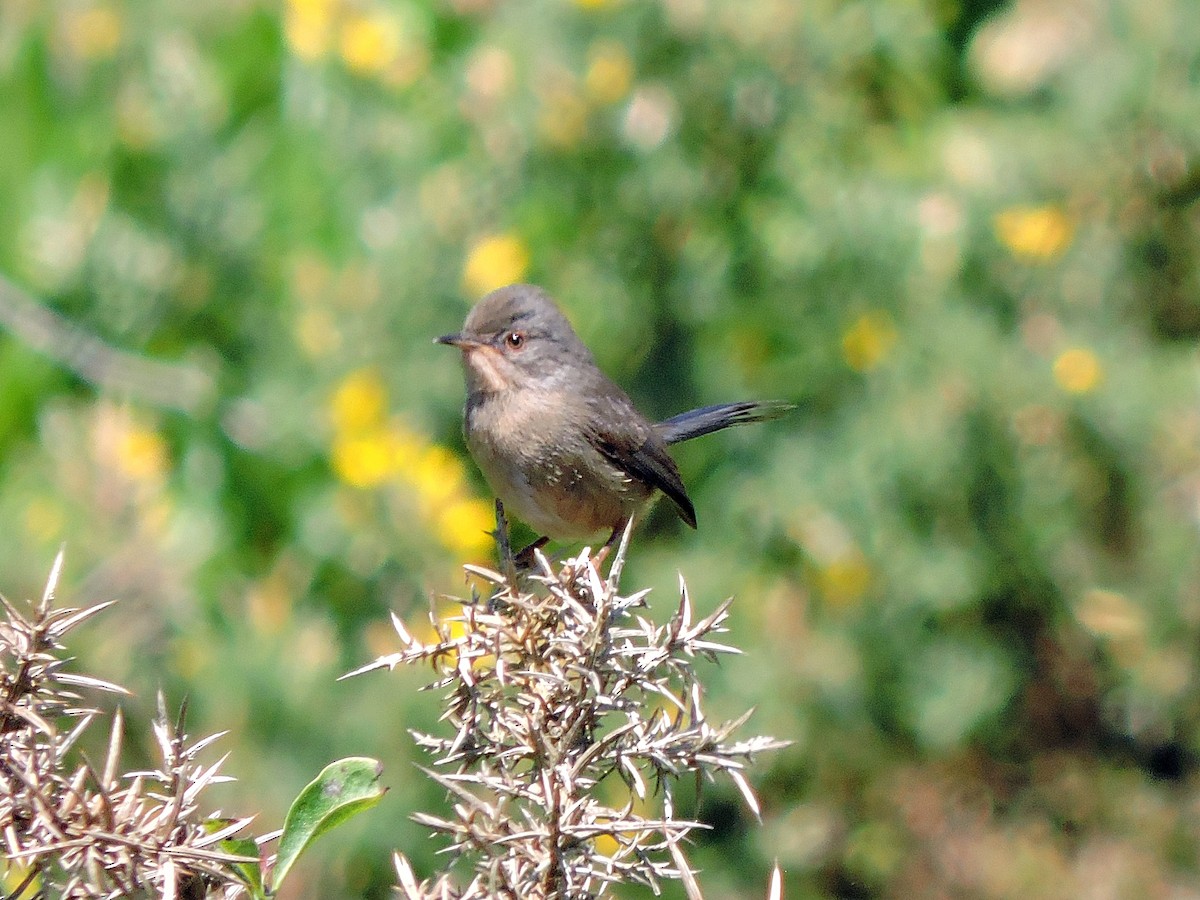 Dartford Warbler - ML620675843