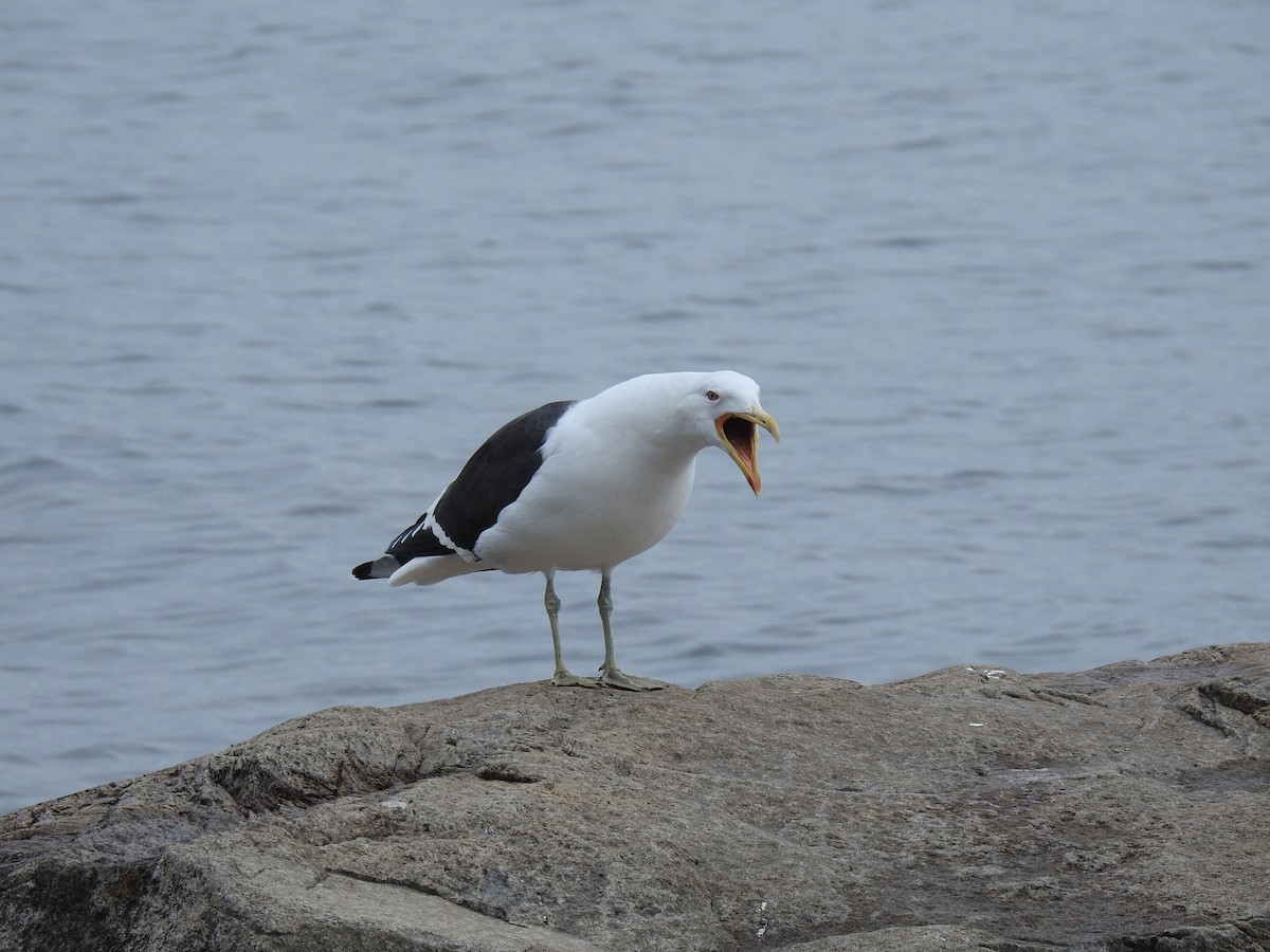 Kelp Gull - ML620675844