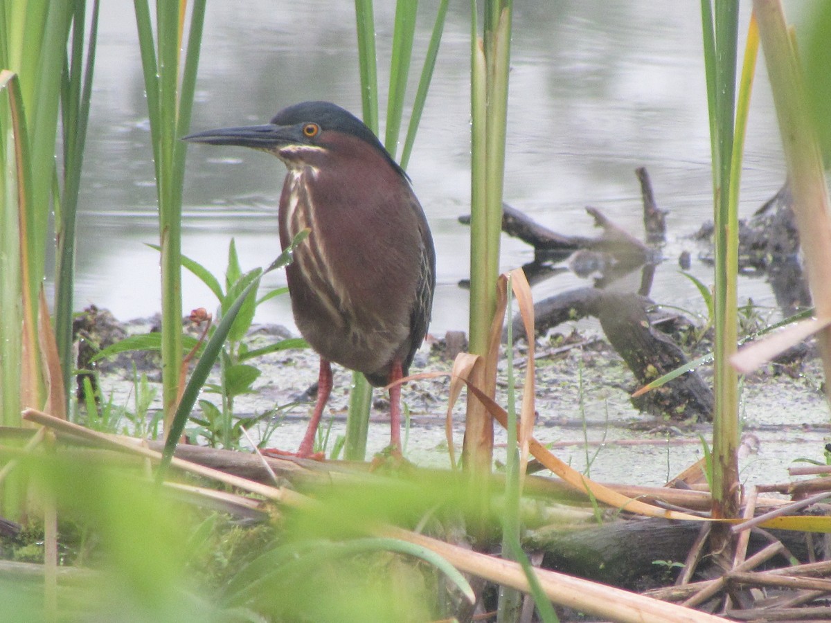 Green Heron - ML620675851