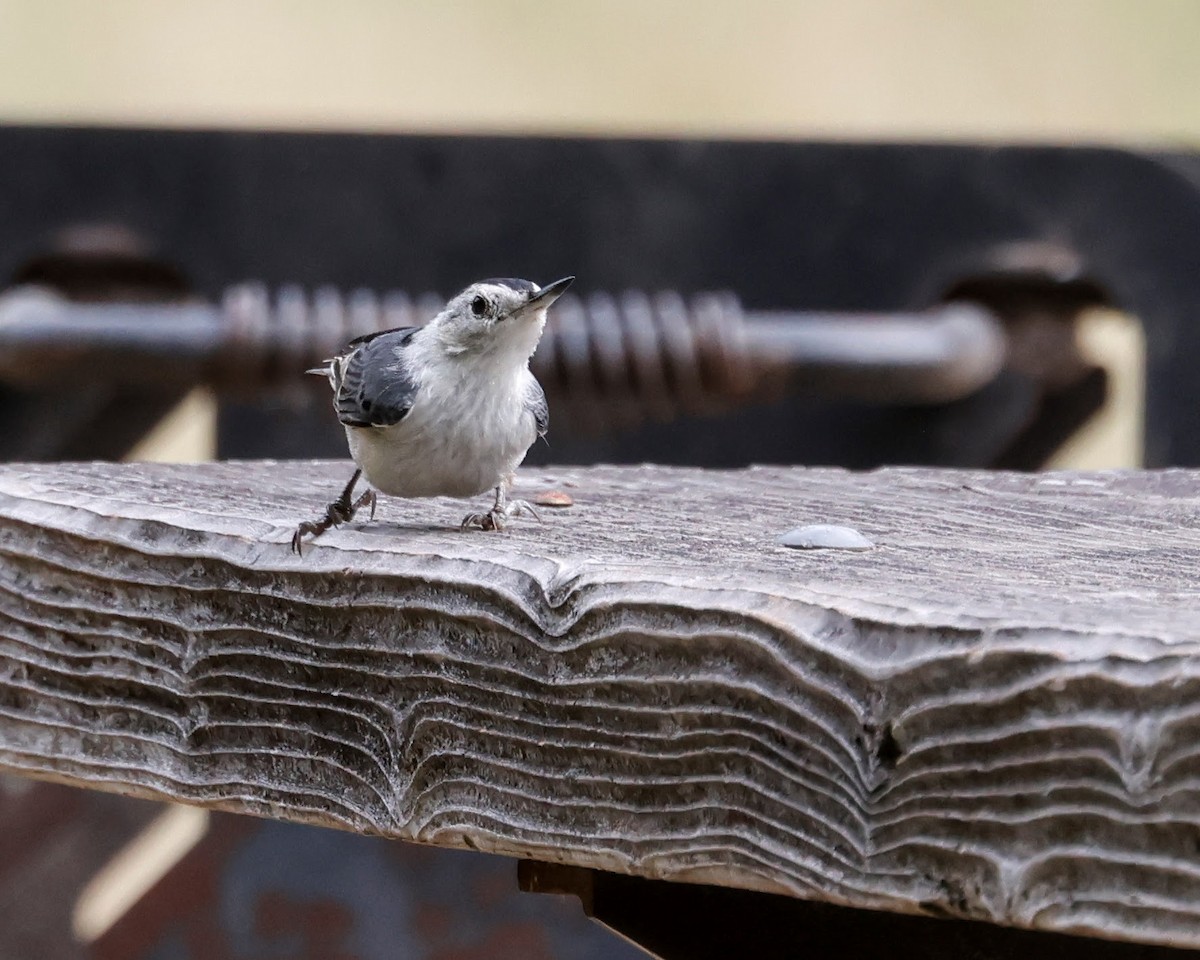 White-breasted Nuthatch - ML620675854