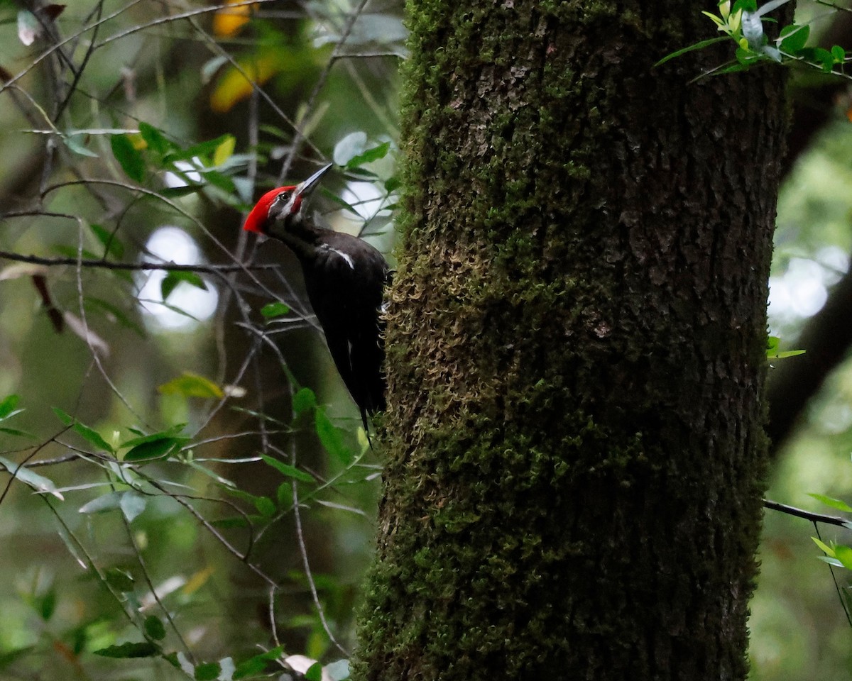 Pileated Woodpecker - Torgil Zethson