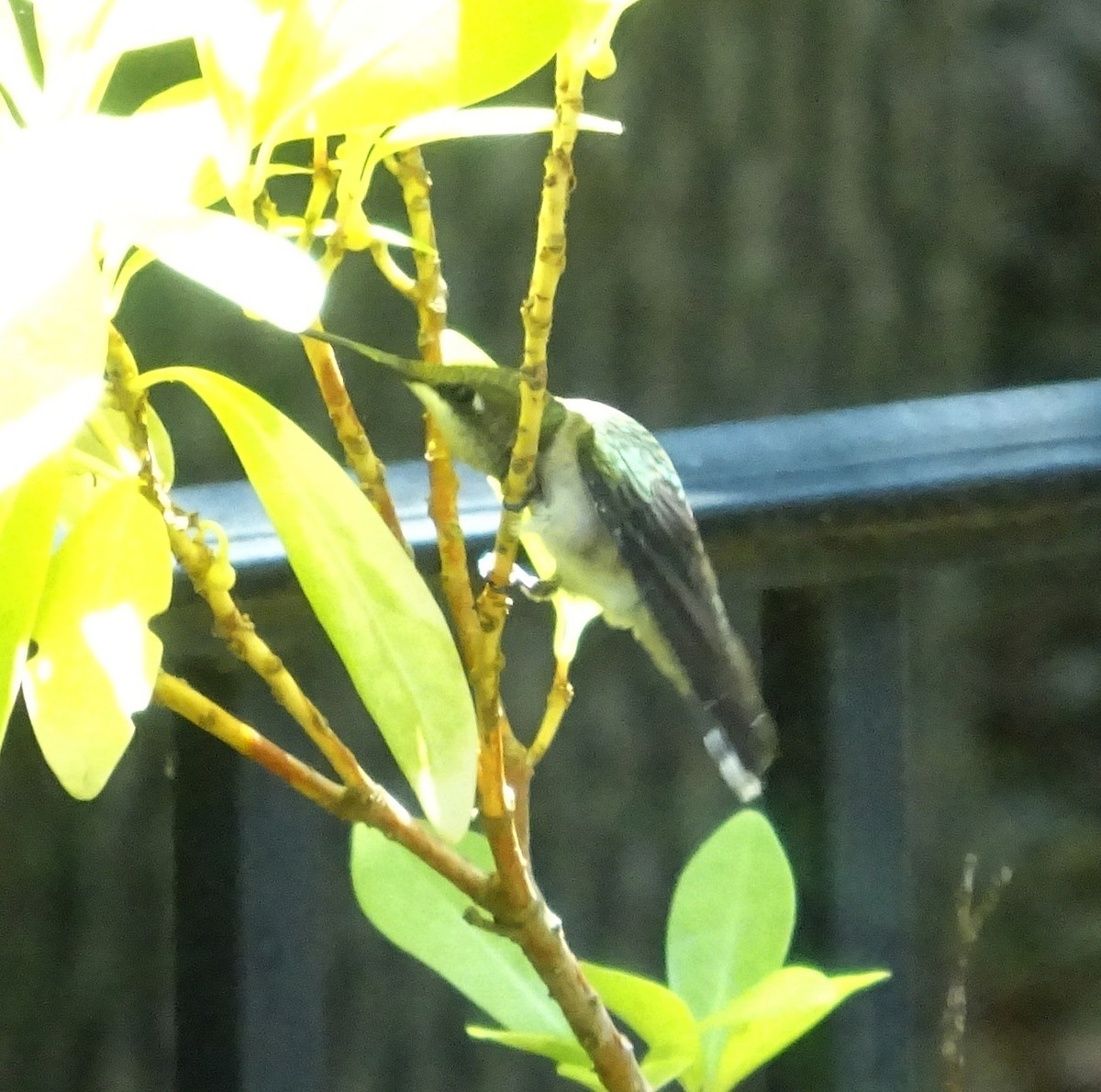 Colibri à gorge rubis - ML620675857