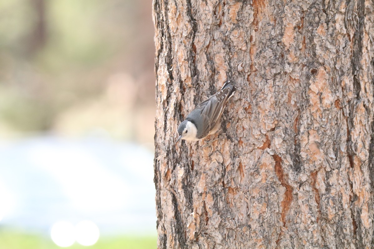 White-breasted Nuthatch - ML620675858