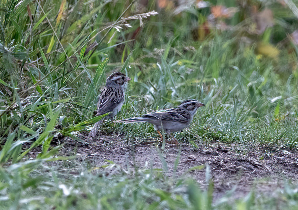 Clay-colored Sparrow - ML620675860